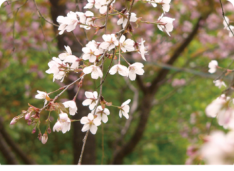 稚木の桜｜ゴテンバザクラ