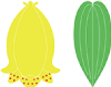 ジョウロウホトトギス（秋）