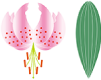 タキユリ（夏）