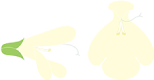 シナノアキギリ