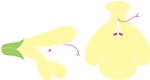キバナアキギリ