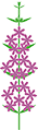 ミソハギ