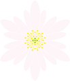 ユキワリイチゲ