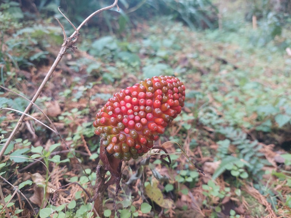 ユキモチソウ