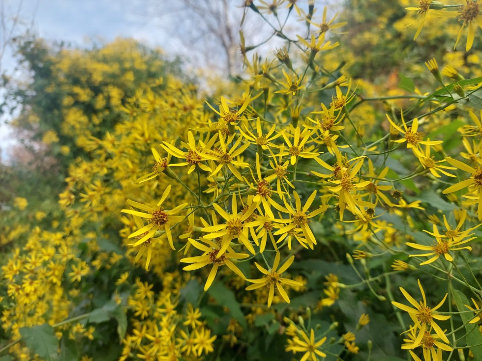 タイキンギク