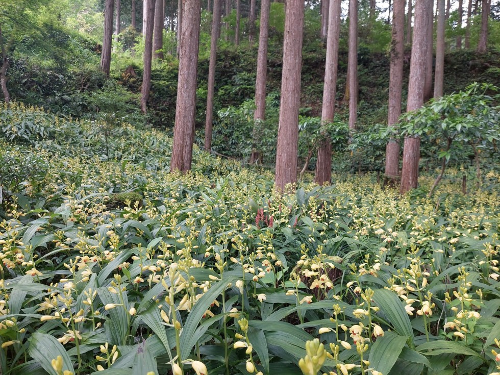 ガンゼキラン群生地