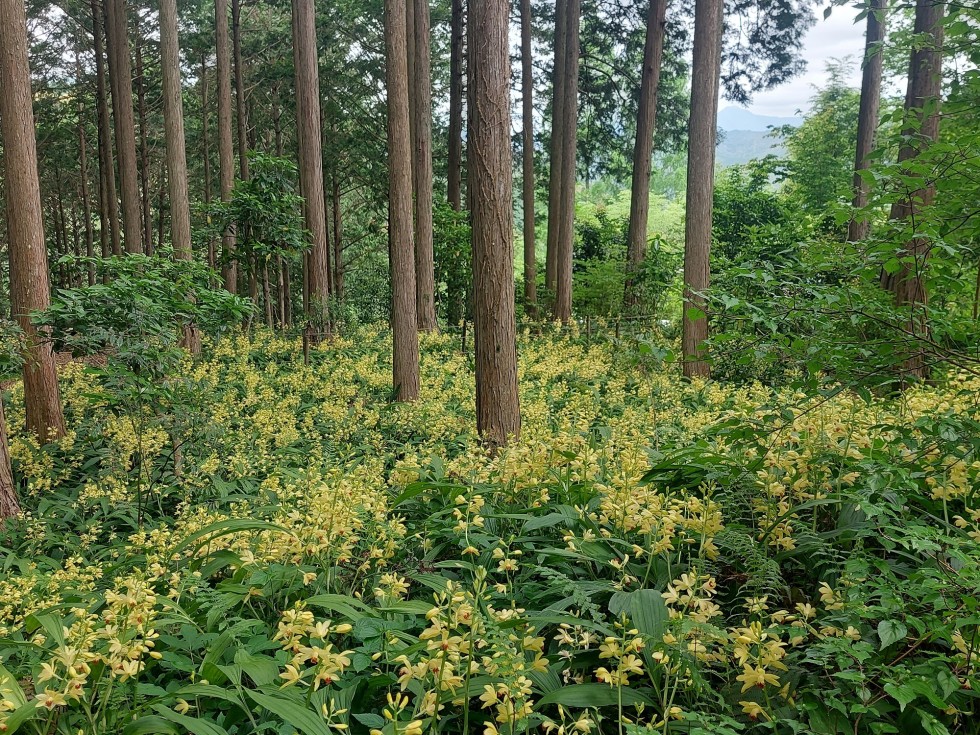 ガンゼキラン