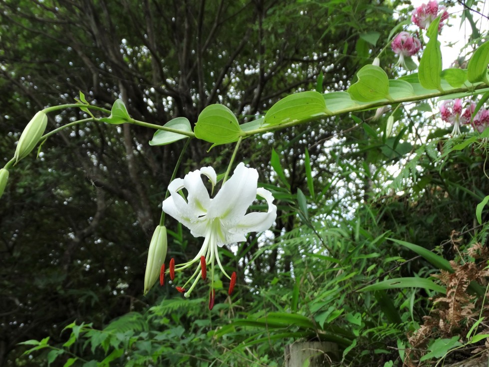 白花のタキユリ