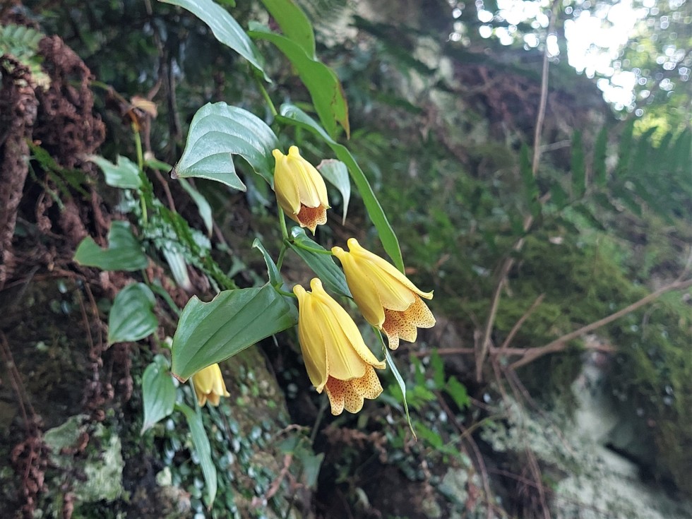 今週の牧野公園の植物たち♪