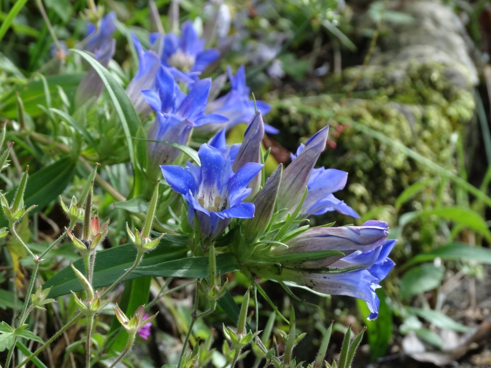 今週の牧野公園の植物たち♪