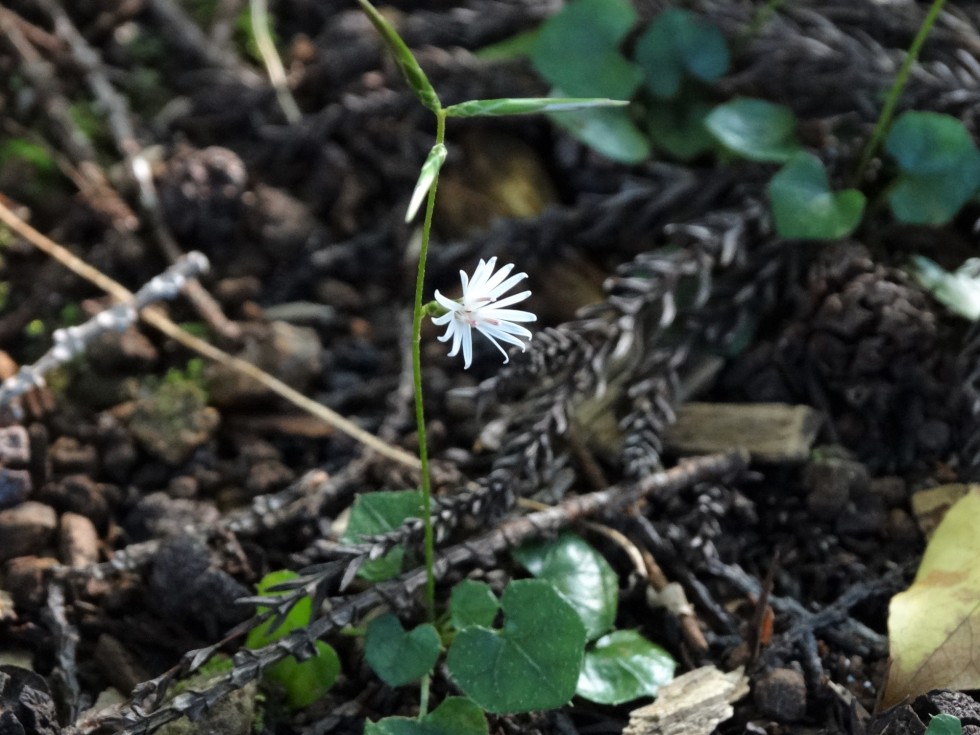 今週の牧野公園の植物たち♪