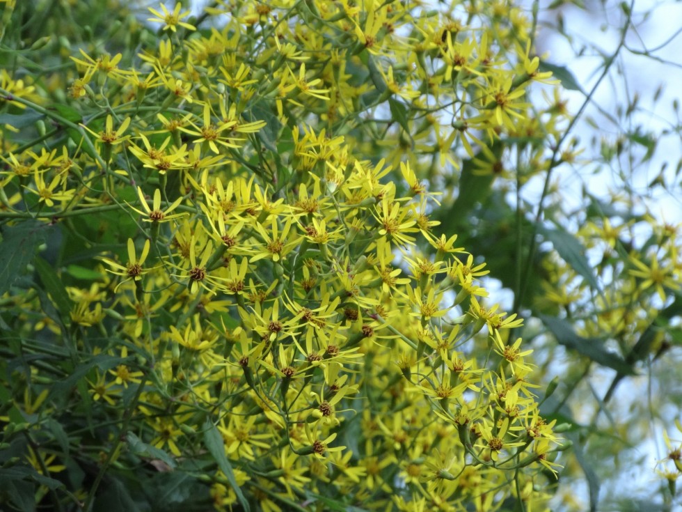 タイキンギク