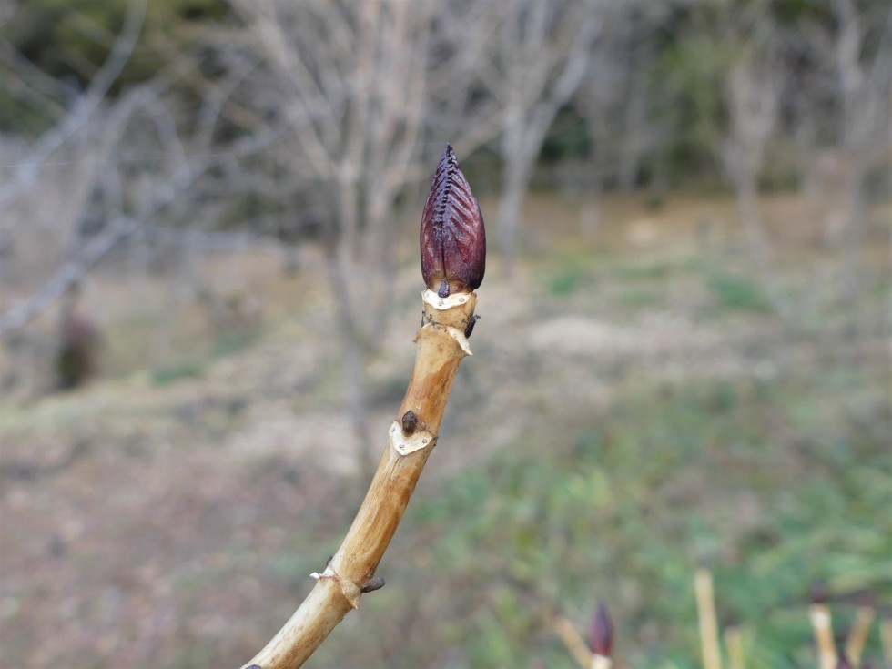 冬芽