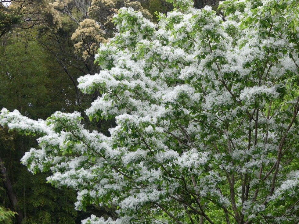 今週の牧野公園の植物たち♪