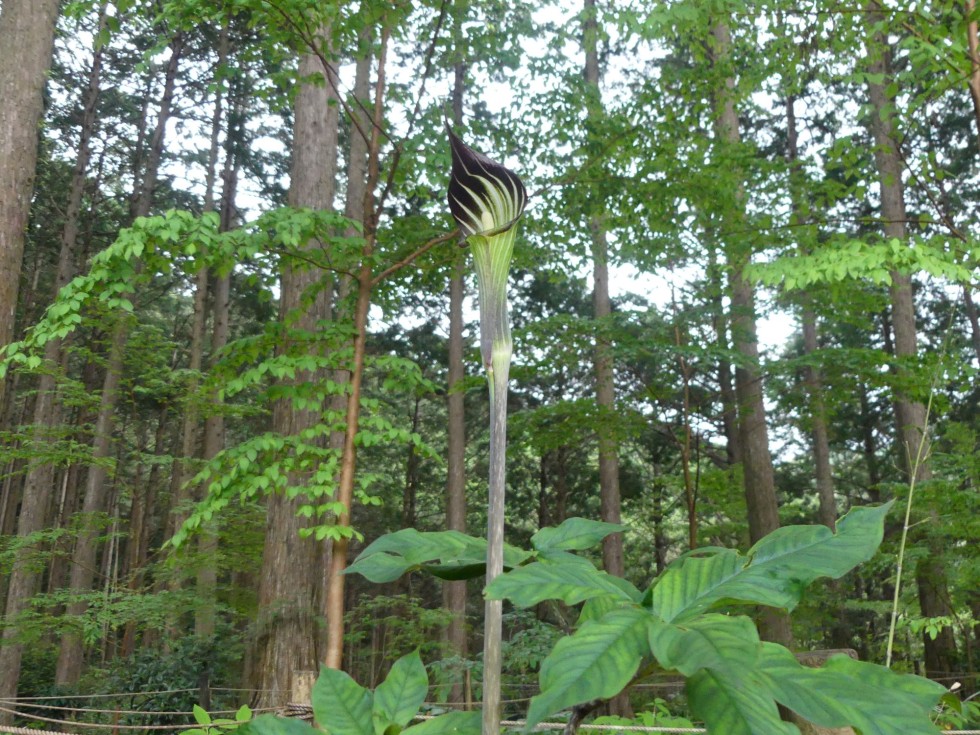 マムシグサ