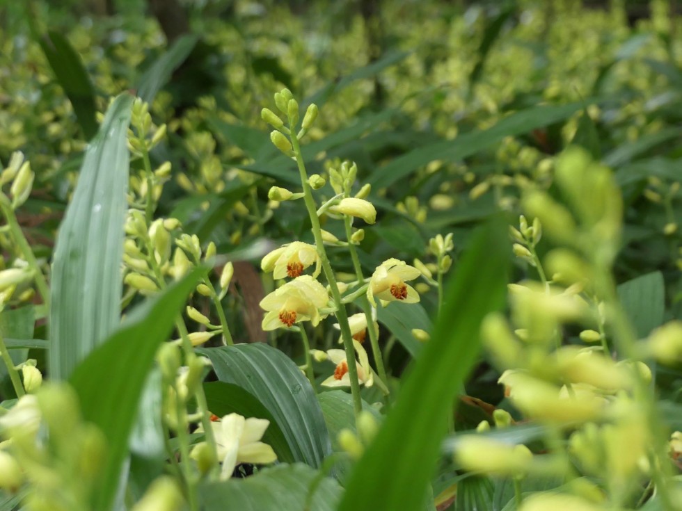 今週の牧野公園の植物たち♪