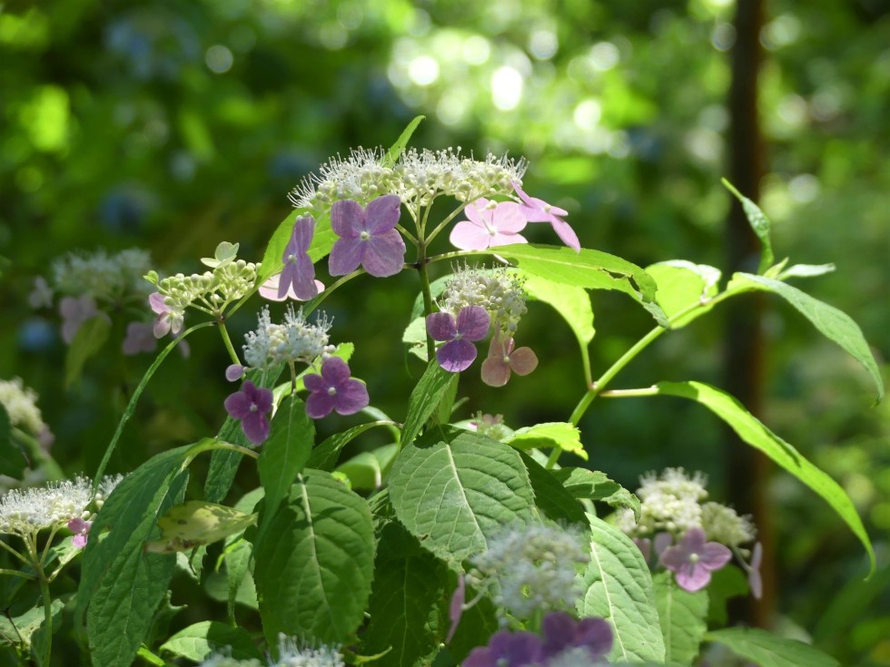 今週の牧野公園の植物たち♪