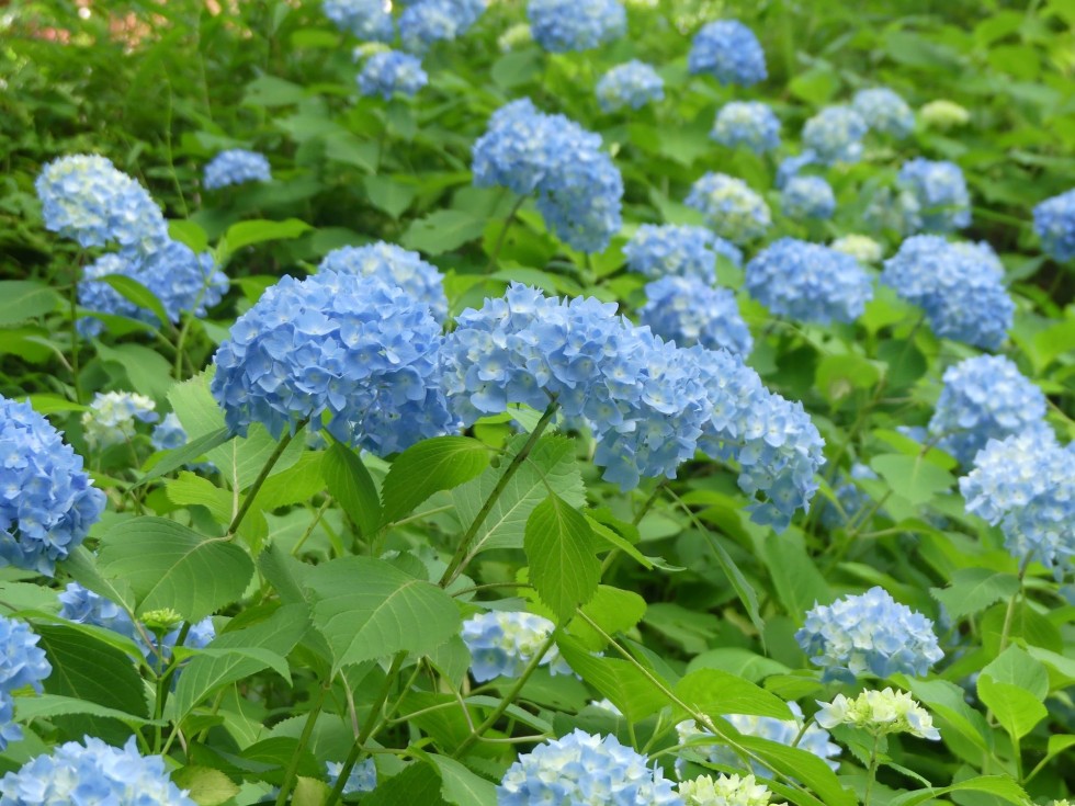 セイヨウアジサイ