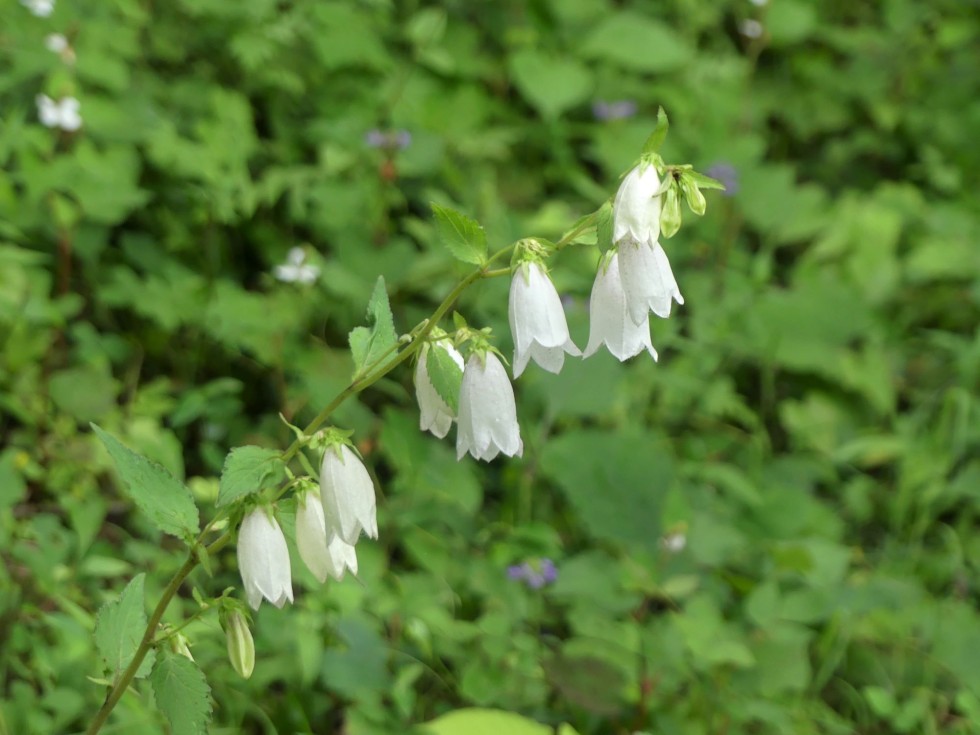 今週の牧野公園の植物たち♪