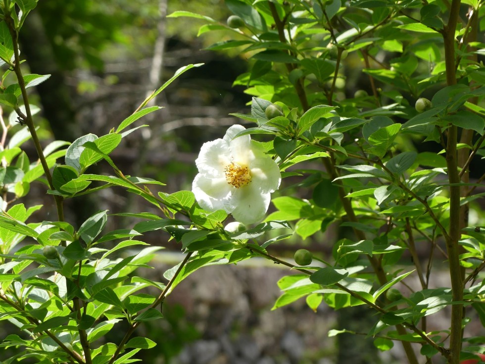 今週の牧野公園の植物たち♪
