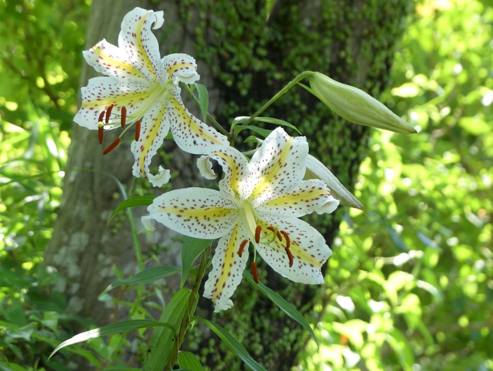今週の牧野公園の植物たち♪