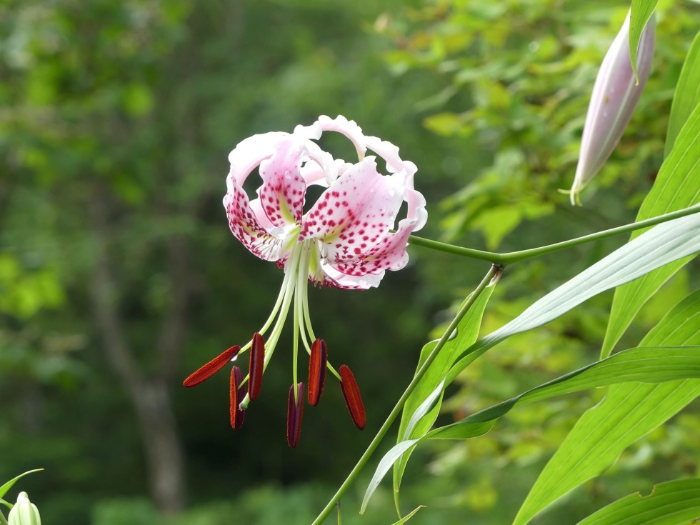 今週の牧野公園の植物たち♪