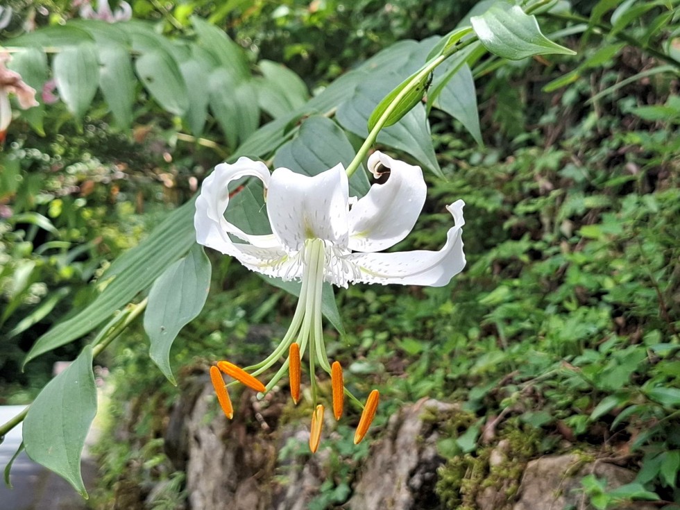 タキユリ