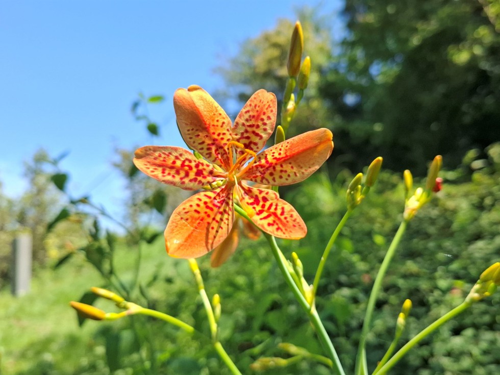 今週の牧野公園の植物たち♪