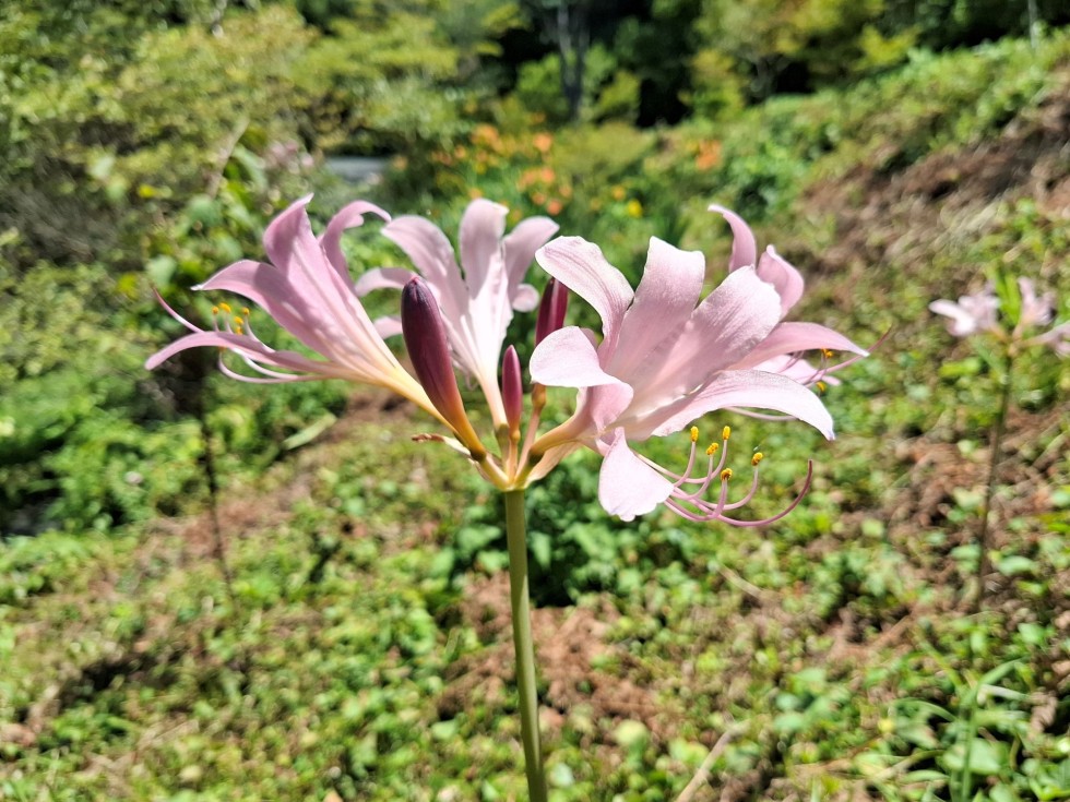 ナツズイセン