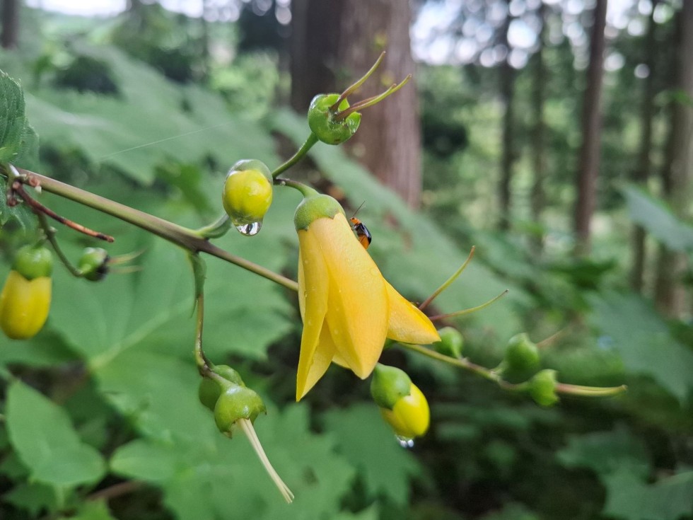 今週の牧野公園の植物たち♪