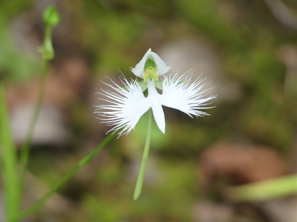 今週の牧野公園の植物たち♪
