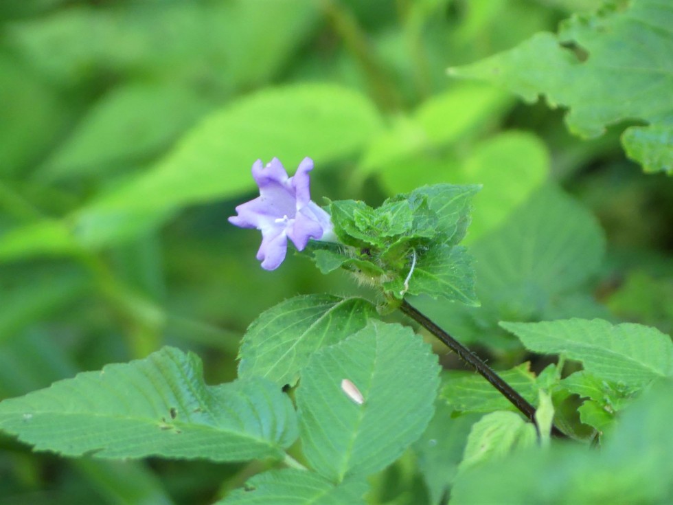 今週の牧野公園の植物たち♪