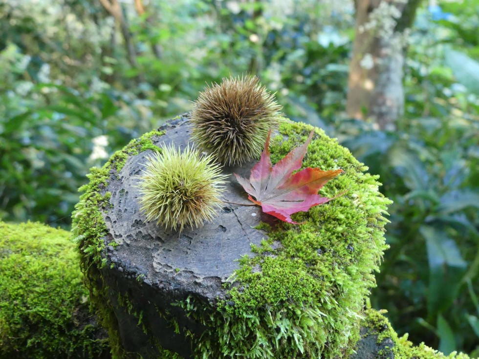 牧野公園