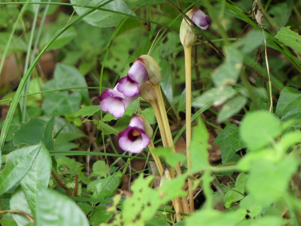 今週の牧野公園の植物たち♪