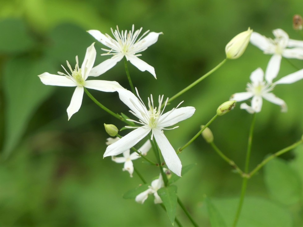 今週の牧野公園の植物たち♪