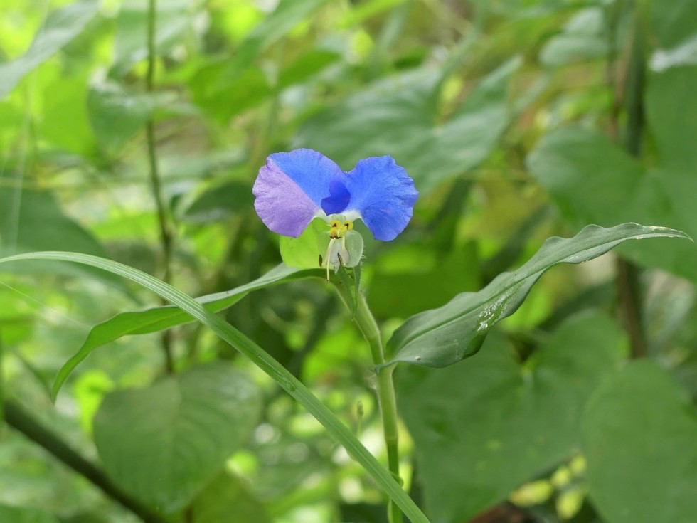 今週の牧野公園の植物たち♪