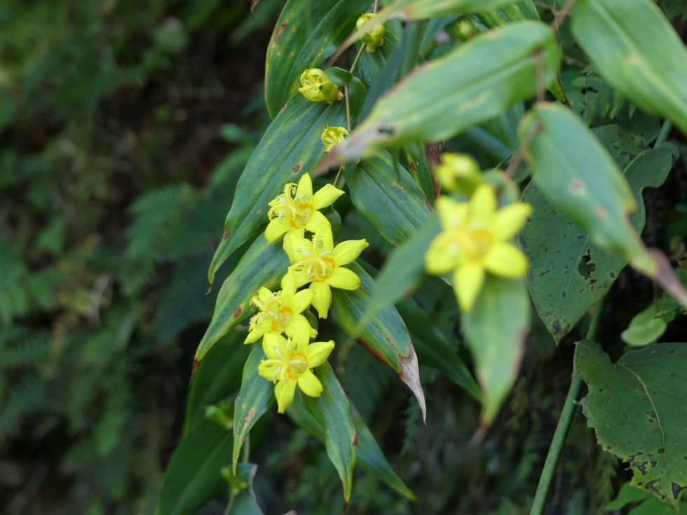 キバナノツキヌキホトトギス