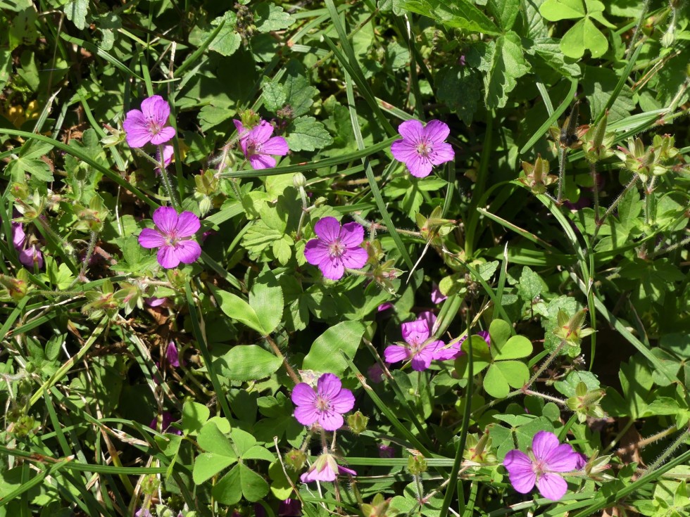 ゲンノショウコ