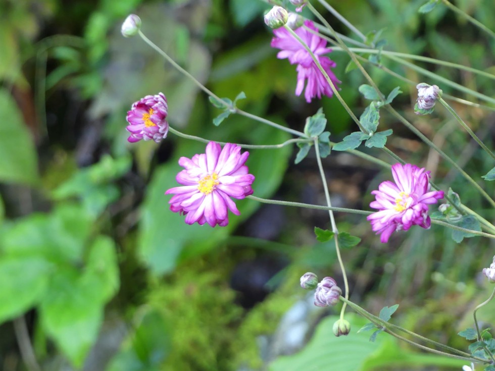 シュウメイギク
