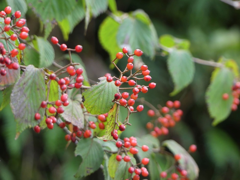 コバノガマズミ