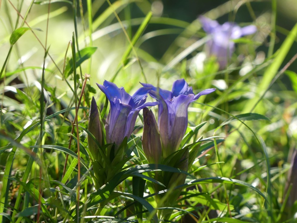 今週の牧野公園の植物たち♪