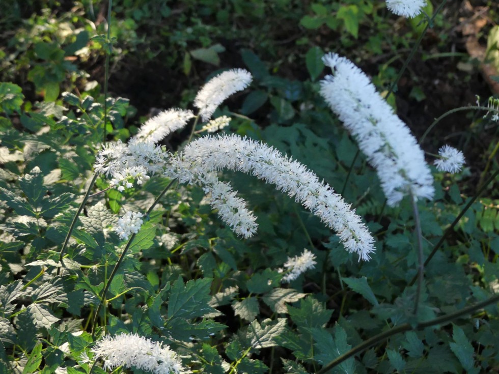 サラシナショウマ