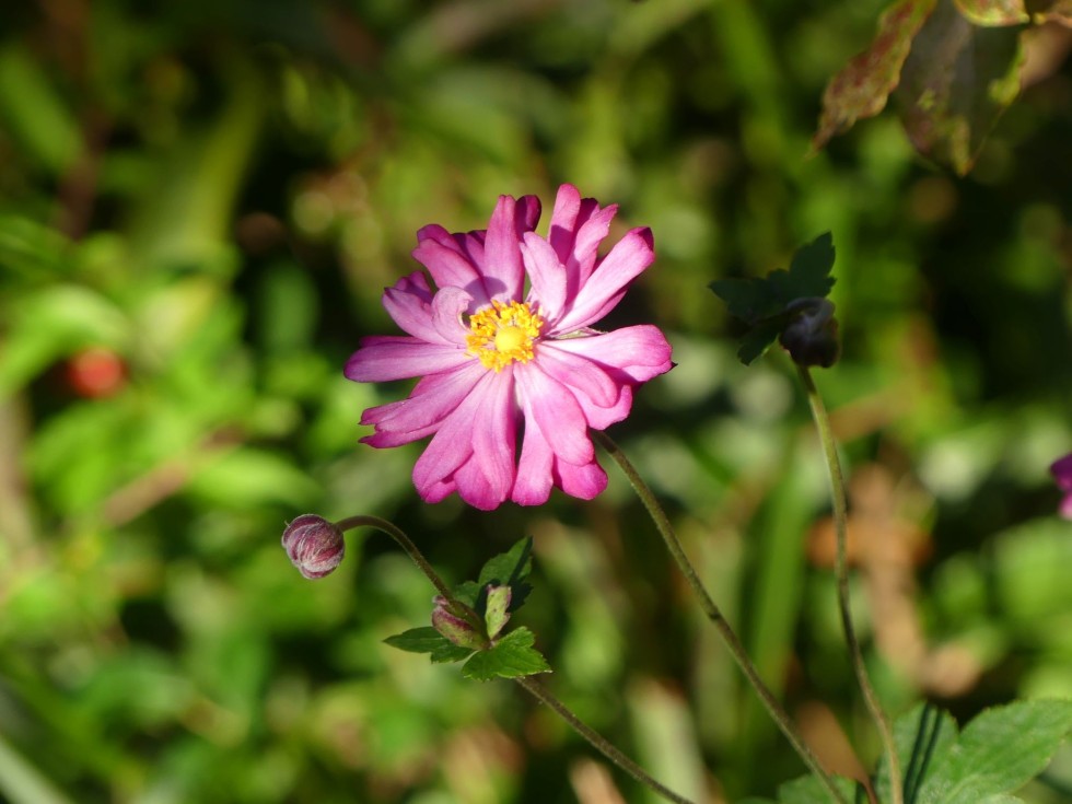 シュウメイギク