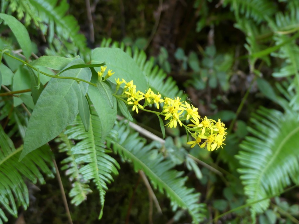 アキノキリンソウ