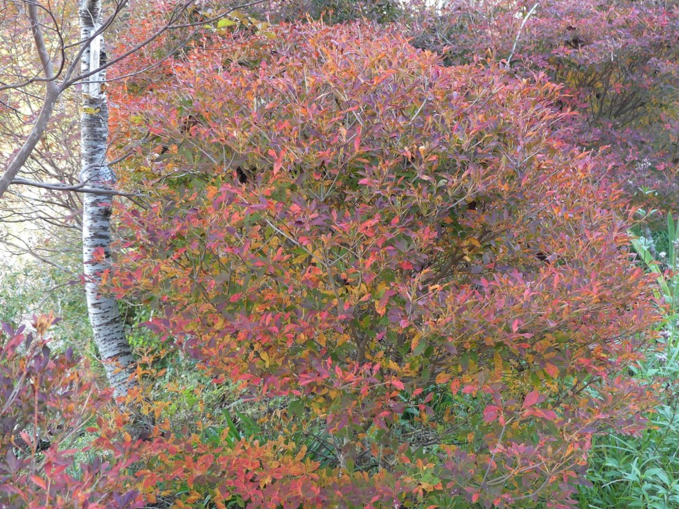 ドウダンツツジ