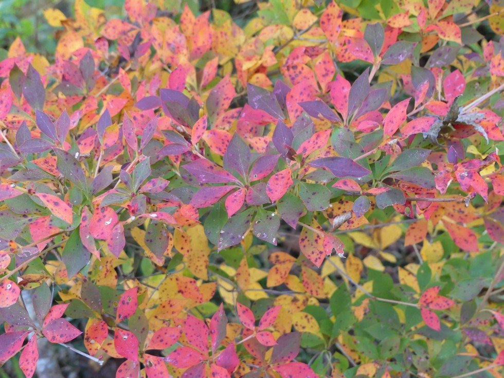 ドウダンツツジ