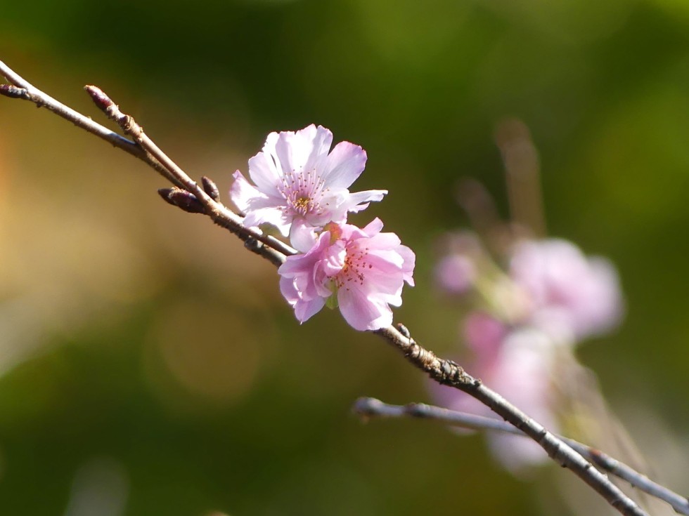 アーコレード桜