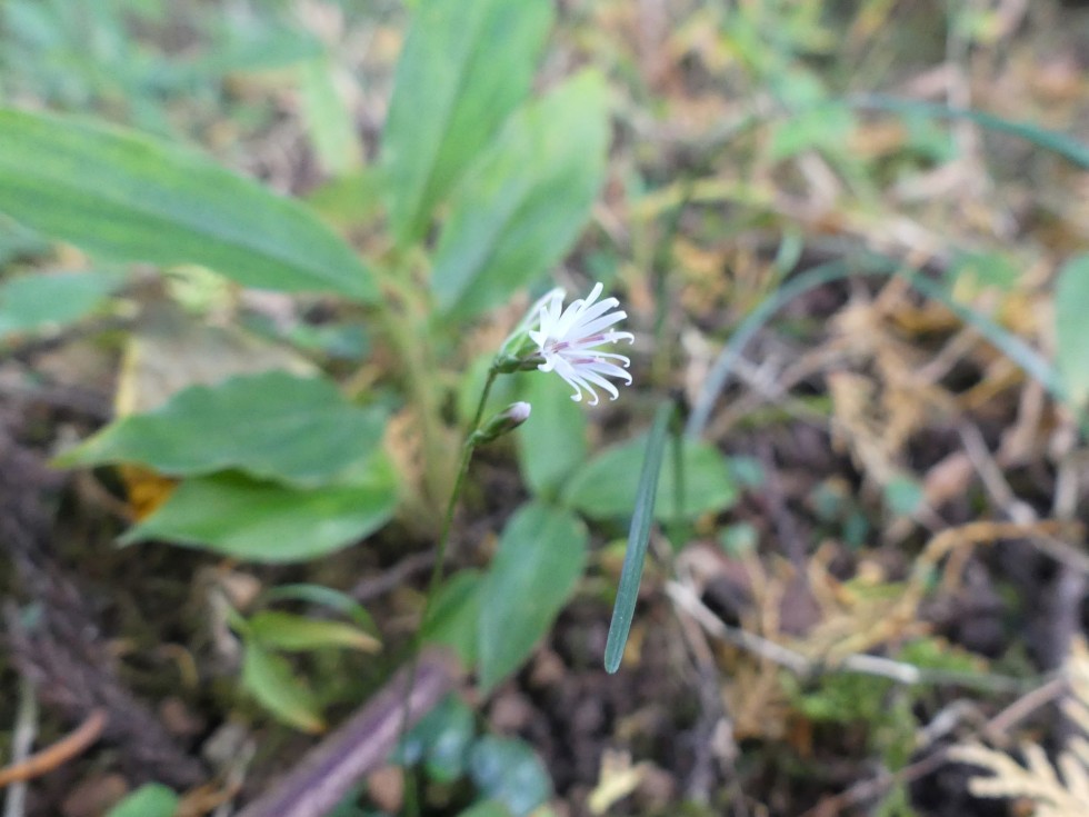 キッコウハグマ