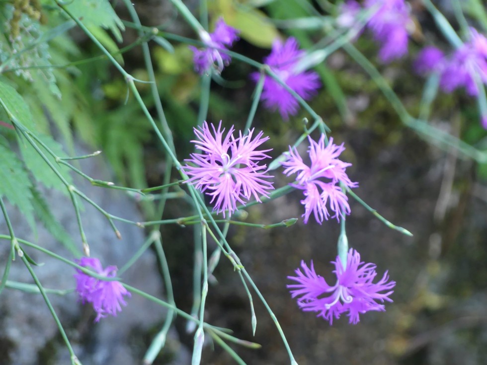 カワラナデシコ