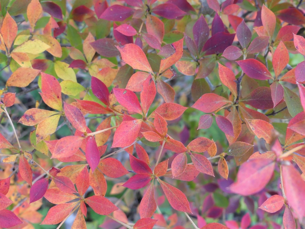 今週の牧野公園の植物たち♪